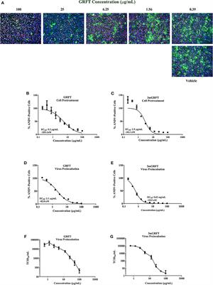 Hantavirus Infection Is Inhibited by Griffithsin in Cell Culture